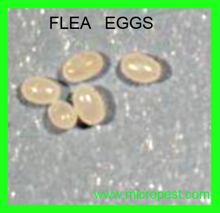 Flea Eggs sydney
